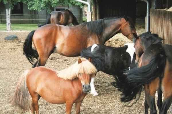 Ferienwohnung Kaim بريكسنشتات الغرفة الصورة
